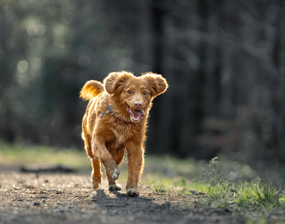 Een stevige wandeling met je hond